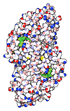 Alcohol Dehydrogenase